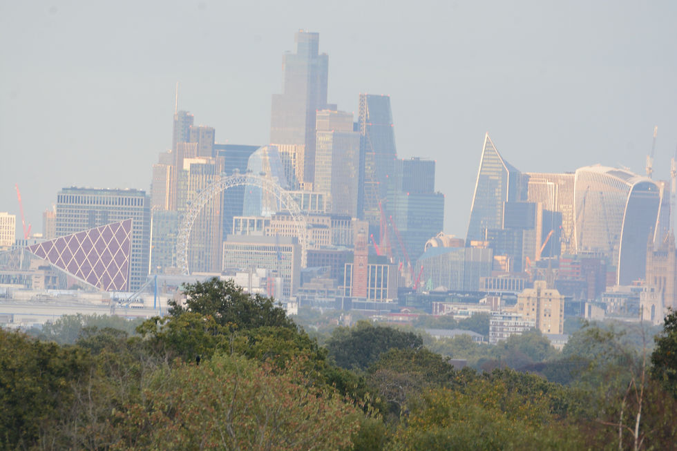 Trees mitigate urban heat island effects, where cities experience significantly higher air temperatures. Poviding shade and evaporative cooling, trees are a vital resource. Image Credit: @madelaineinthewild