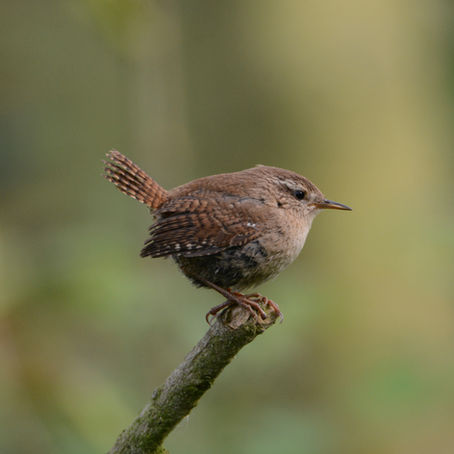 The Secret Lives of Wrens