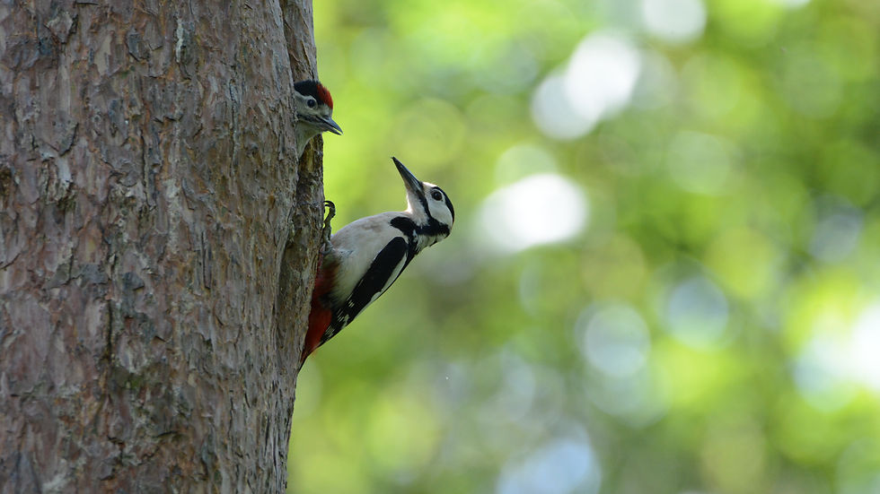Watching Great Spotted Woodpeckers