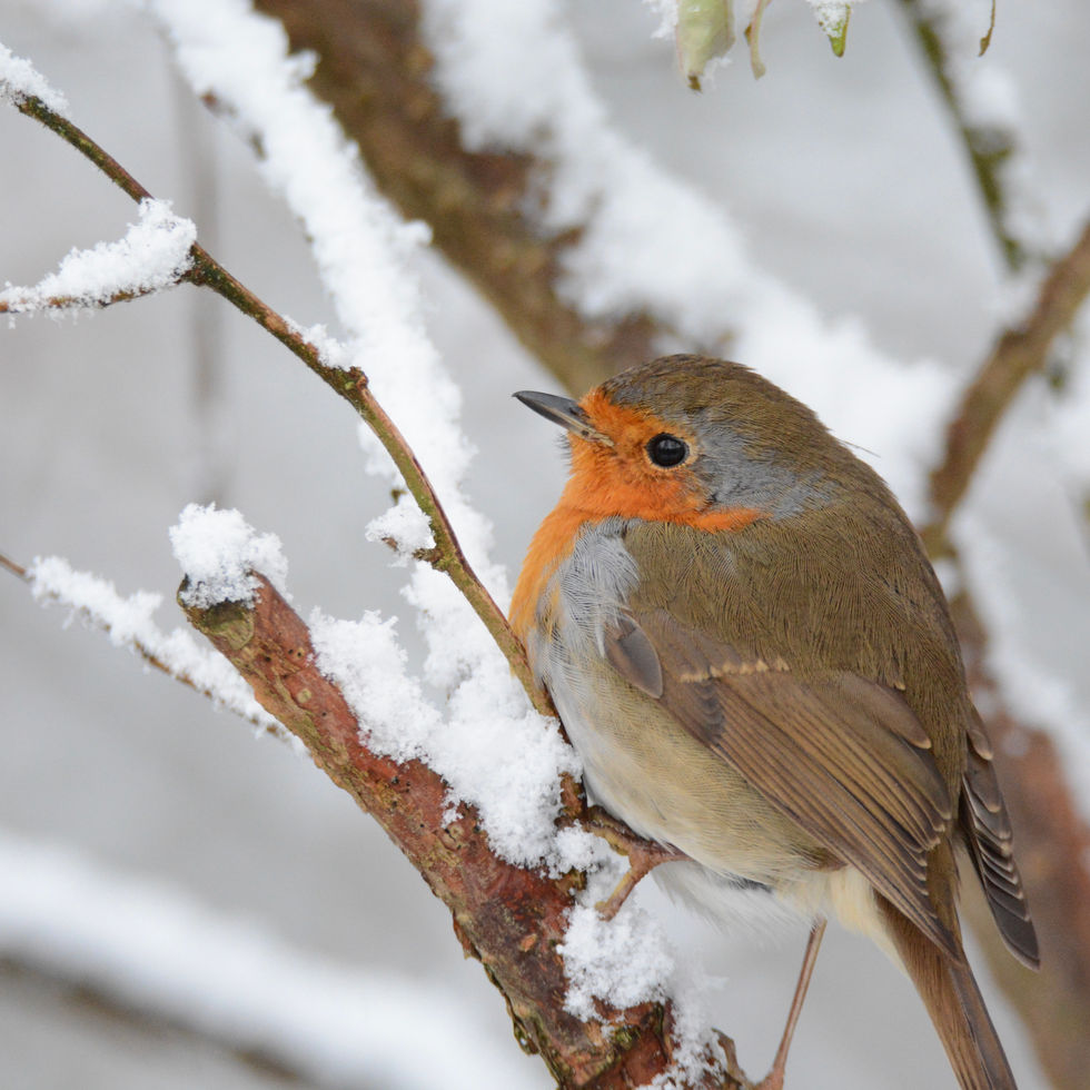 European Robin (Erithacus rubecula)