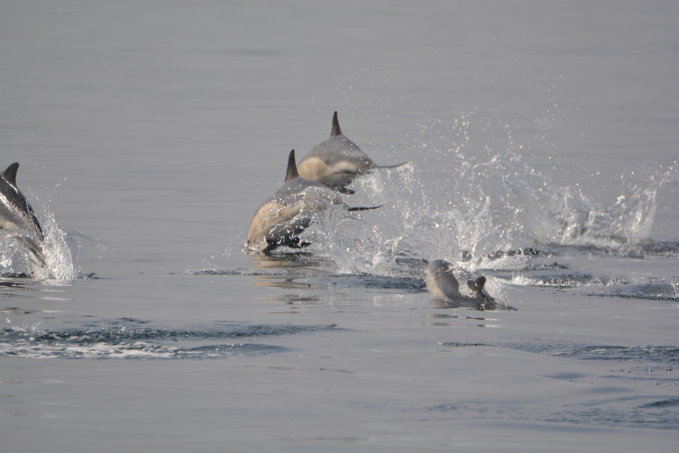 Common Dolphin (Delphinus delphis)