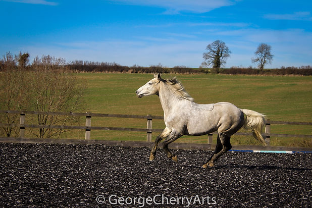 IMG_4852{Watermark}.jpg