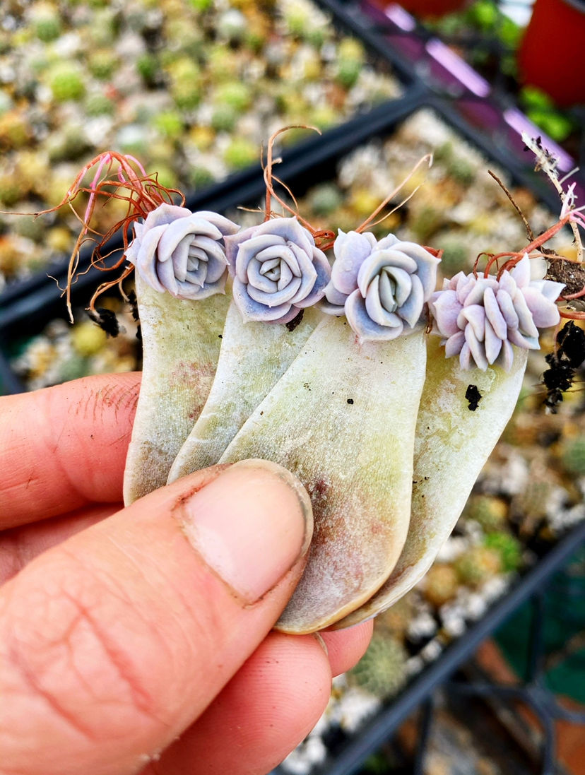 Thumbnail: 100pk LEAF BABY GIFT BOX