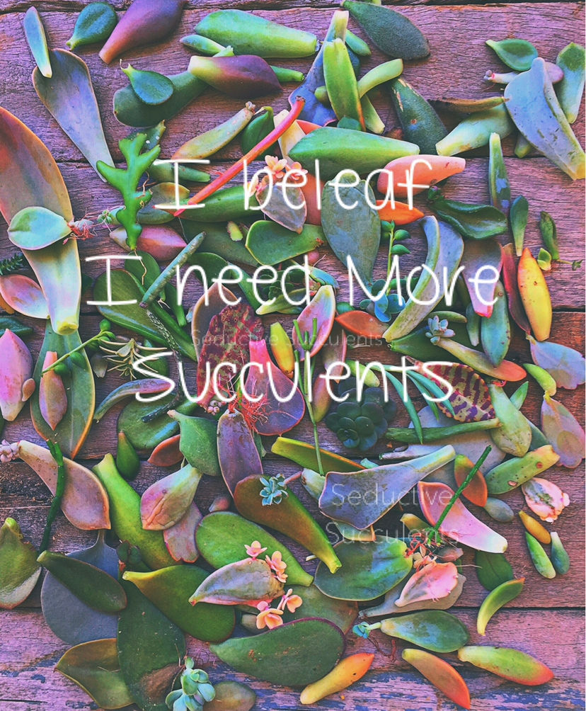 Thumbnail: 100pk LEAF BABY GIFT BOX