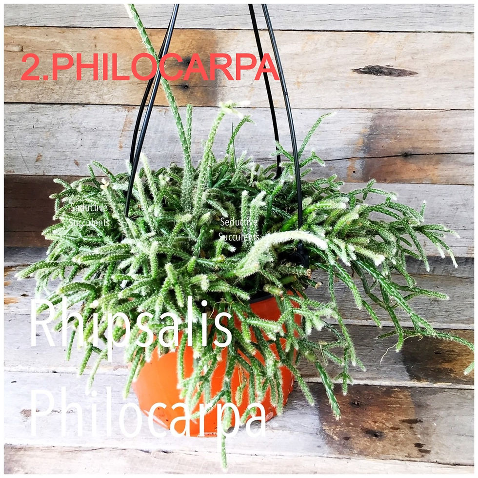 Thumbnail: RHIPSALIS LARGE ESTABLISHED