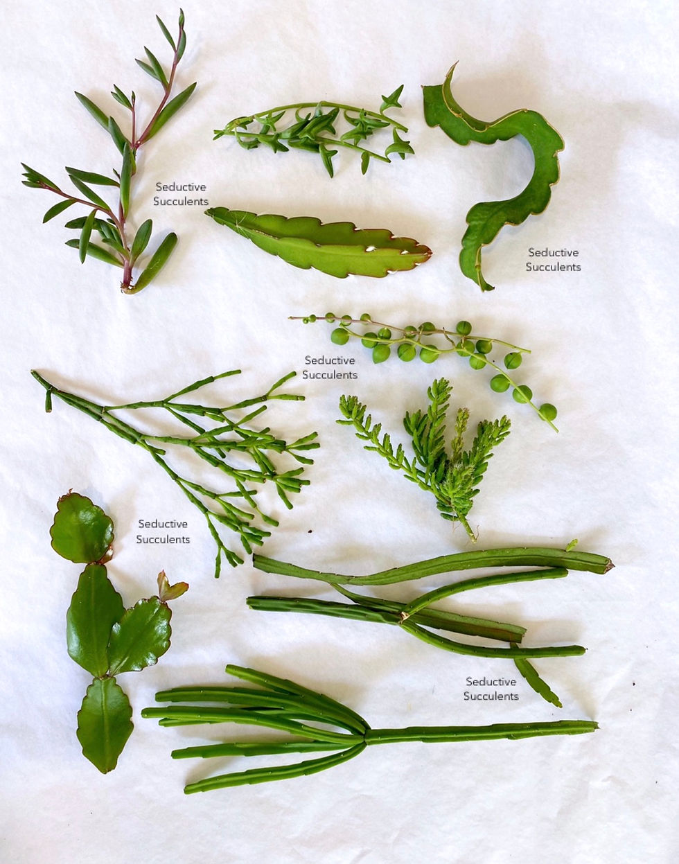 Thumbnail: TRAILING  SUCCULENTS & CACTI HANGING PLANTS