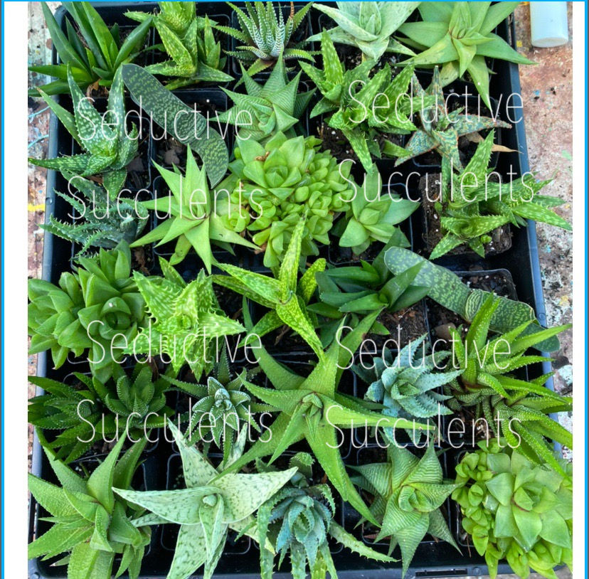 Thumbnail: POTTED WHOLESALE ALOE TRAYS