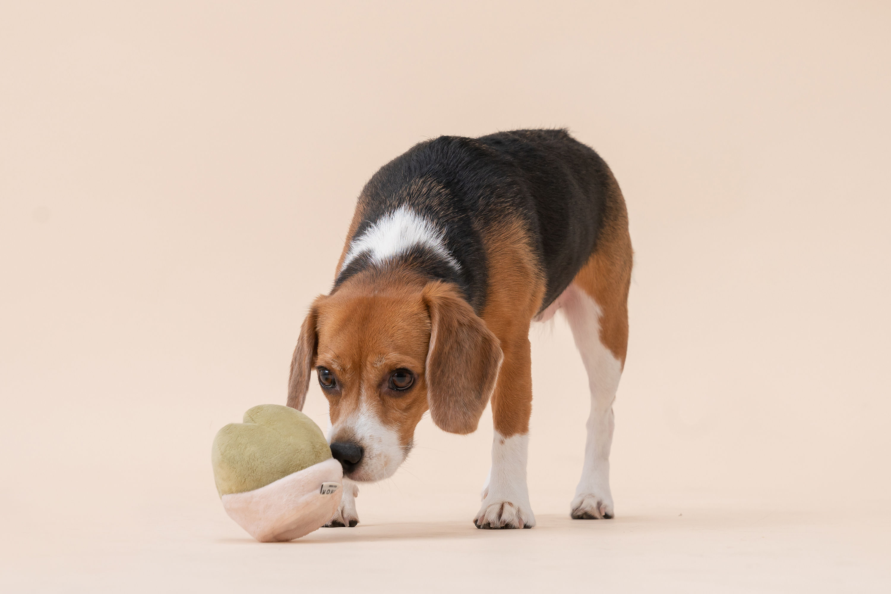 PARADISE PET TOY- FRITILLARIA