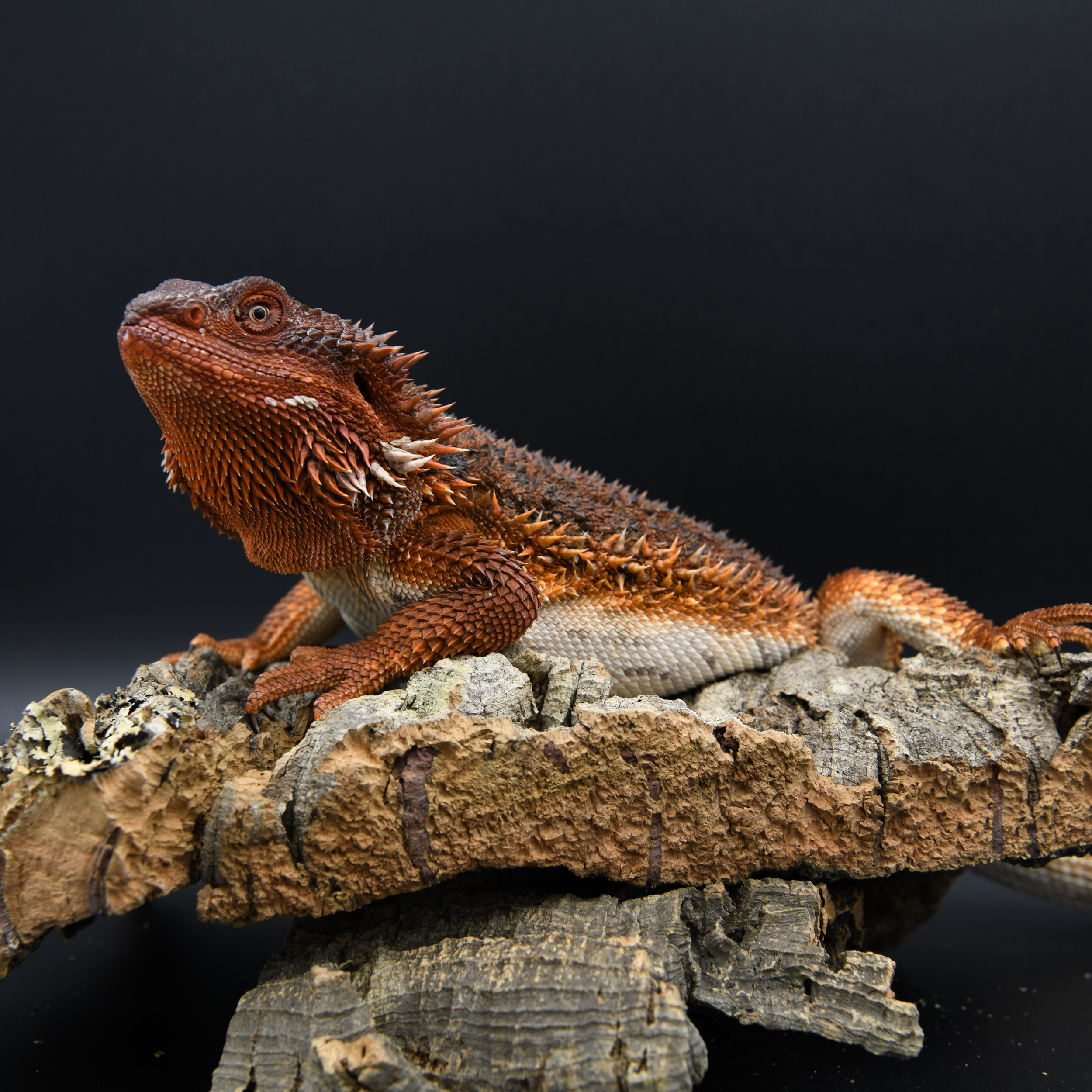 Artificial grass for bearded dragons Clearance