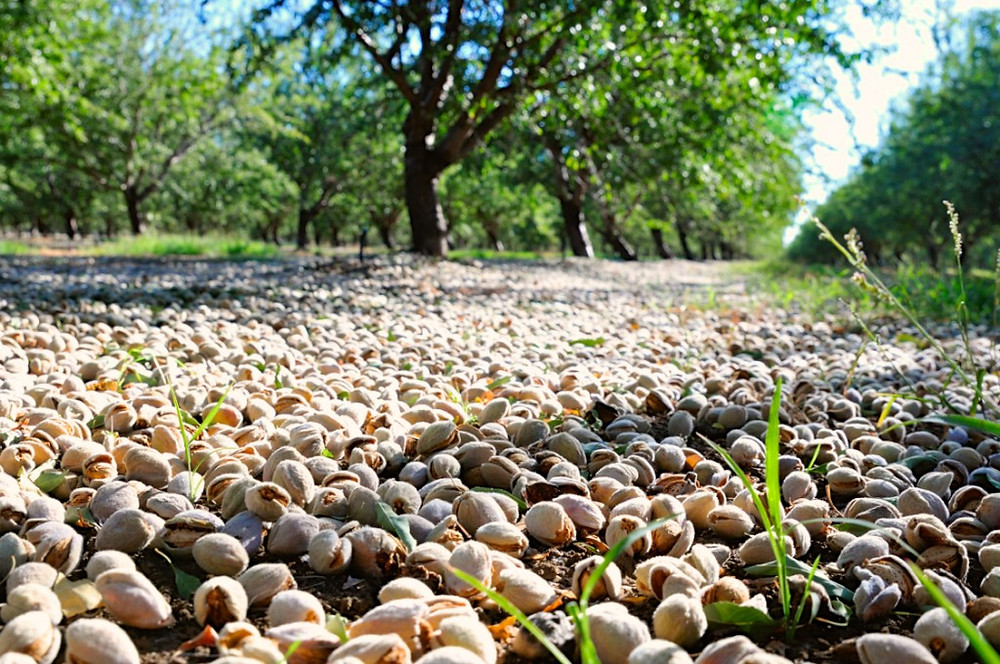 Image of pistachios on the ground in the nut tree orchard, waiting to be harvested.