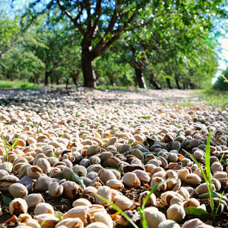 Beginning the Tree Nut Harvest
