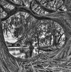 _LY_7456_Annilo Arbol Panorama