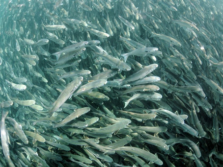 Pesca Tainha 2026
