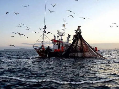 Nova portaria da pesca da tainha. Com base nas notícias de março de 2026, a pesca industrial e artesanal em Santa Catarina