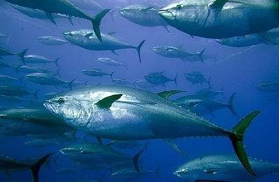 Principais pontos do novo acordo da OMC sobre pesca