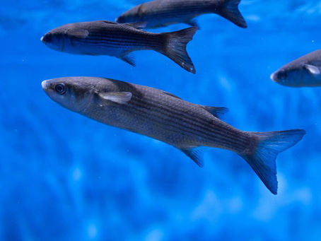 Pesca de Tainha