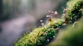 A close-up photo of a small pink sprout growing among green moss in a forest setting. The soft focus and natural lighting evoke a sense of fragility, growth, and trust—symbolizing the delicate relationship between users and AI products