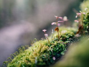 A close-up photo of a small pink sprout growing among green moss in a forest setting. The soft focus and natural lighting evoke a sense of fragility, growth, and trust—symbolizing the delicate relationship between users and AI products