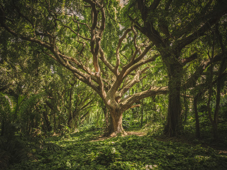 The Wise Tree