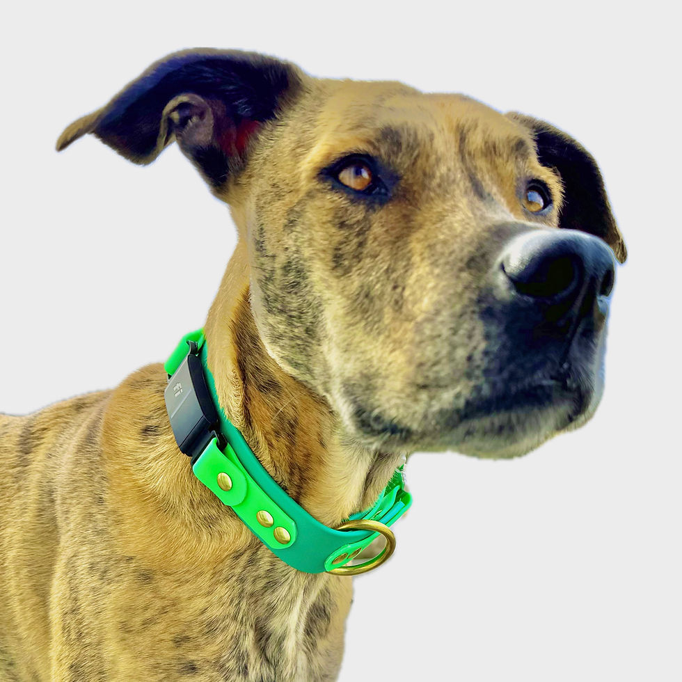 Thumbnail: brindle dog wearing wide BioThane tactical waterproof fi compatible dog collar