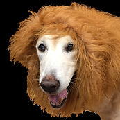 youre lion.jpg
