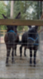 Mini Donkeys