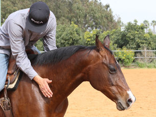 For the Love of Horses