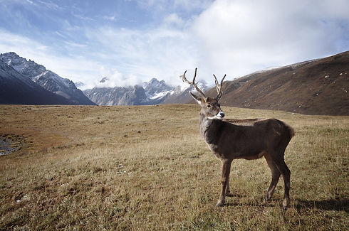 Mountains and Deer