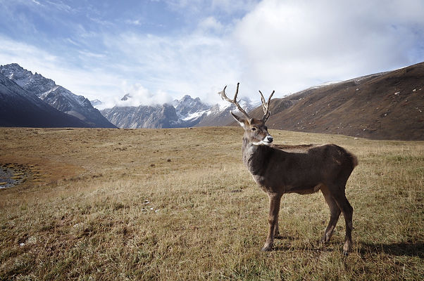 Mountains and Deer