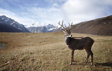 Mountains and Deer