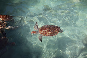 IMG_3746.JPG