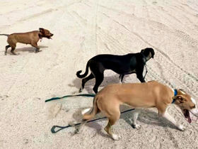 Dogs on the beach in Los Barriles BCS Mexico