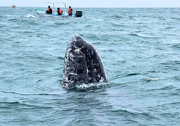 whale breaching.jpg