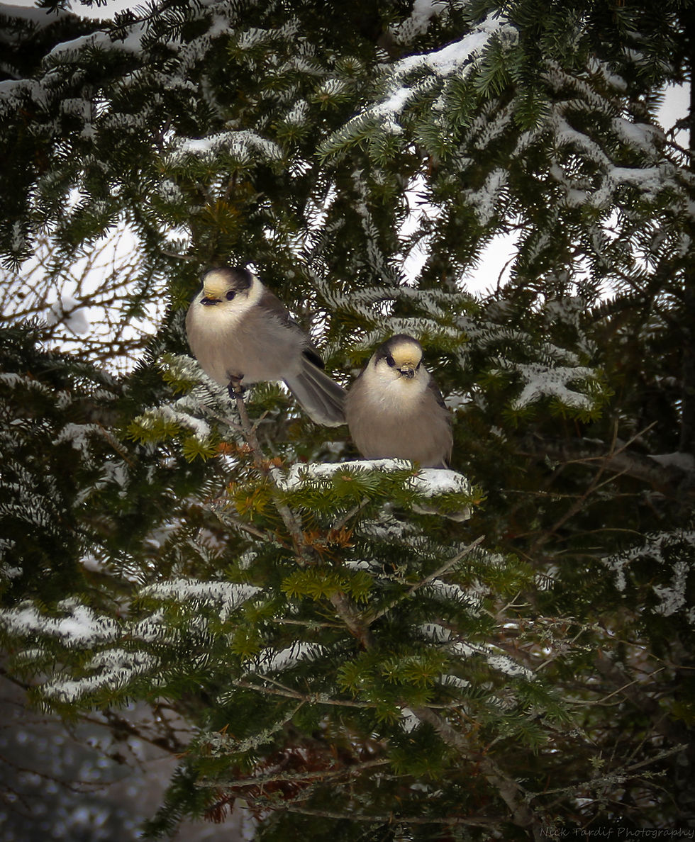 Grey Jays