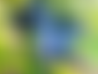 Foods Rich in Polyphenols—and Why They’re Eye-Protective