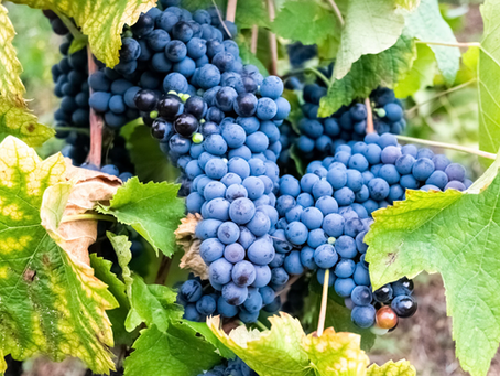 Foods Rich in Polyphenols—and Why They’re Eye-Protective