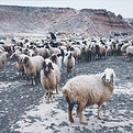 Herd of Sheep