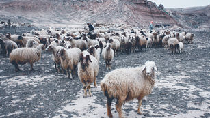 Like Sheep without a Shepherd 