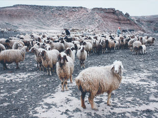 The Good Shepherd