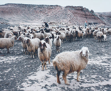 Sheep