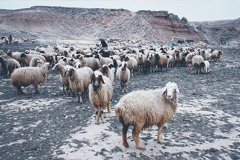 élevage de mouton pour la les laines Dormeuil