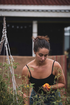 Harvesting tomatoes in the garden