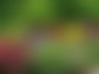 Creating a Timeless Landscape: Designing a Garden for Year-Round Color in Chatham-Kent