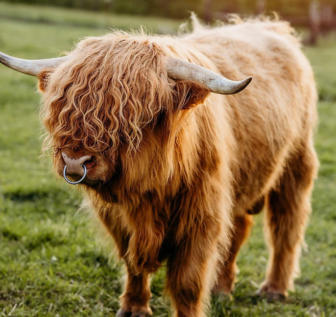 Scottish Highland Cattle Farm Cookeville TN