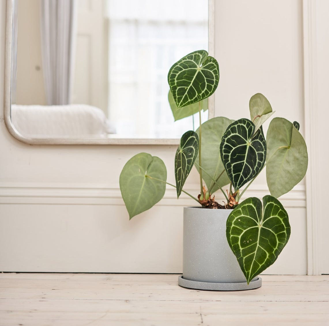 Anther + Moss The Dalton plant pot in Ash