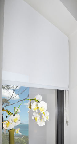 milk screen roller blind