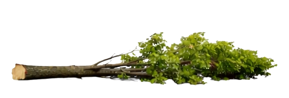 tree_stage_3 (1)_edited.png