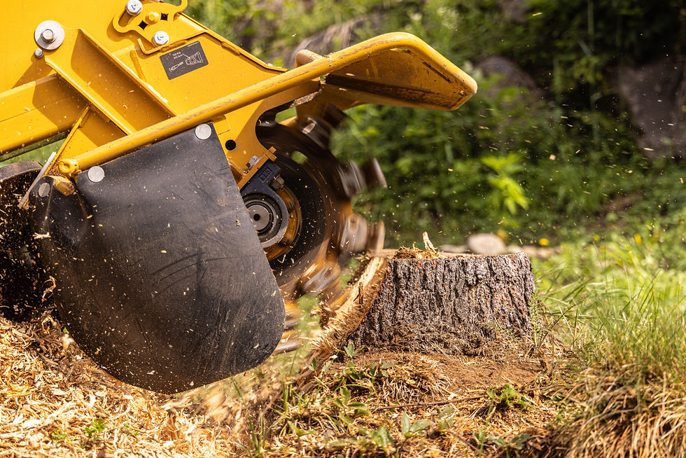Stump grinder machine is grinding a tree stump in a garden, creating wood chips. Selective