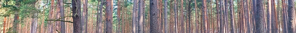Brandenburger Wald.
