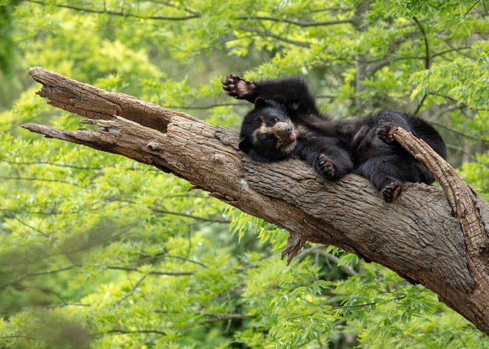 Andean bear lying comfortably on a tree branch surrounded by lush greenery.